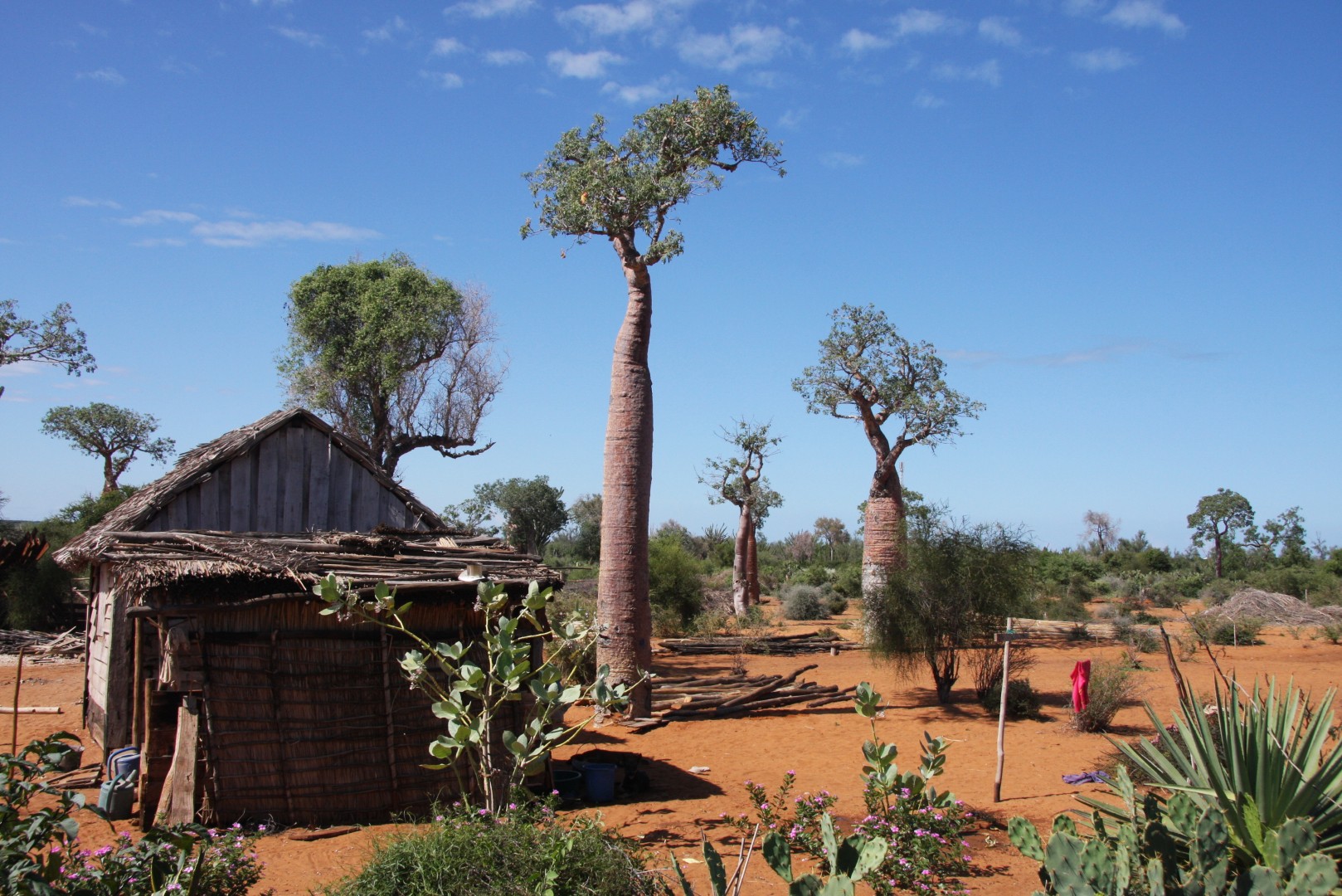 Photo de baobabs
